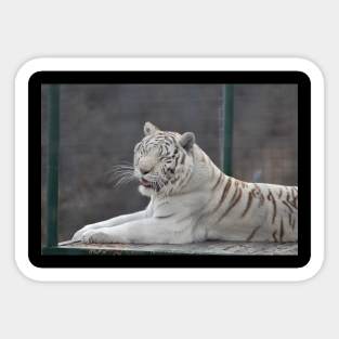 White Tiger Sticker